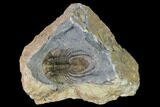 Spiny Kolihapeltis Trilobite - Rare Species #164517-1